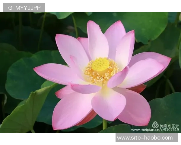 追梦之路：马克威廉姆斯的温和外表与不屈斗志的完美结合